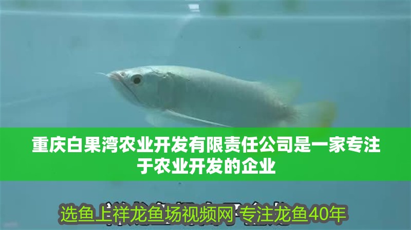 重慶白果灣農(nóng)業(yè)開發(fā)有限責(zé)任公司是一家專注于農(nóng)業(yè)開發(fā)的企業(yè)