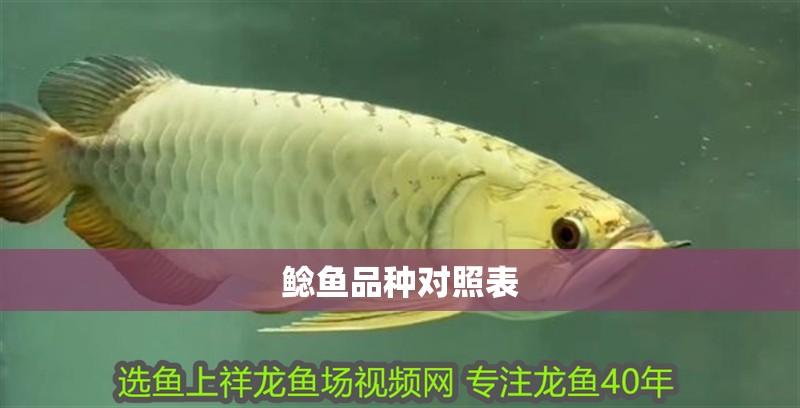 鯰魚品種對照表