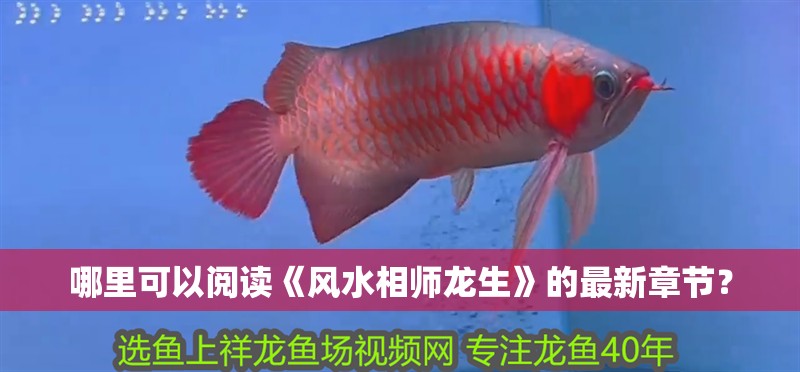 哪里可以閱讀《風水相師龍生》的最新章節？