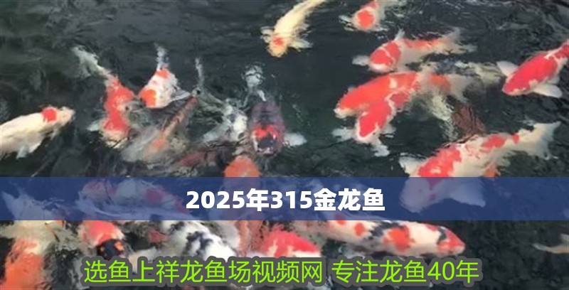 2025年315金龍魚
