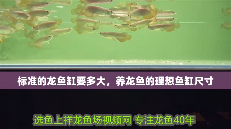 標準的龍魚缸要多大，養龍魚的理想魚缸尺寸