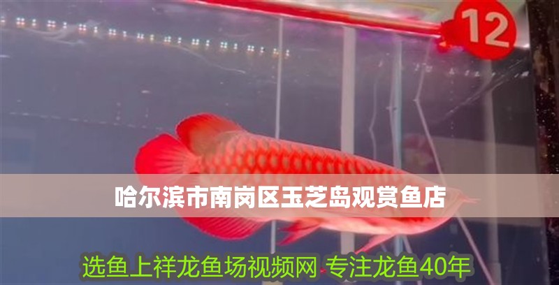 哈爾濱市南崗區(qū)玉芝島觀賞魚店