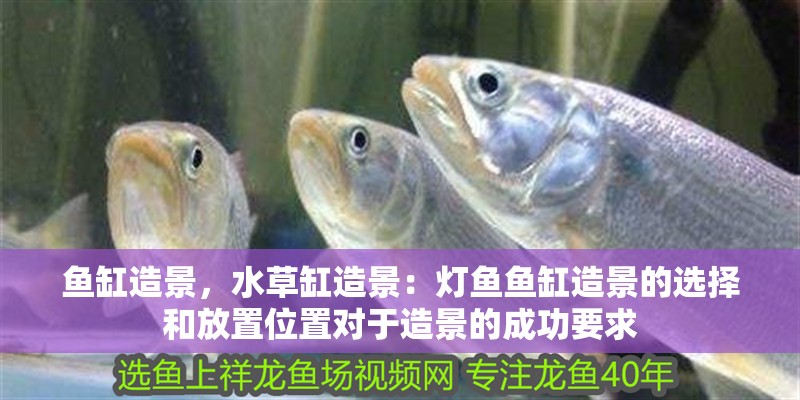 魚缸造景，水草缸造景：燈魚魚缸造景的選擇和放置位置對于造景的成功要求