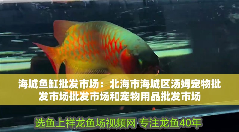 海城魚缸批發市場：北海市海城區湯姆寵物批發市場批發市場和寵物用品批發市場