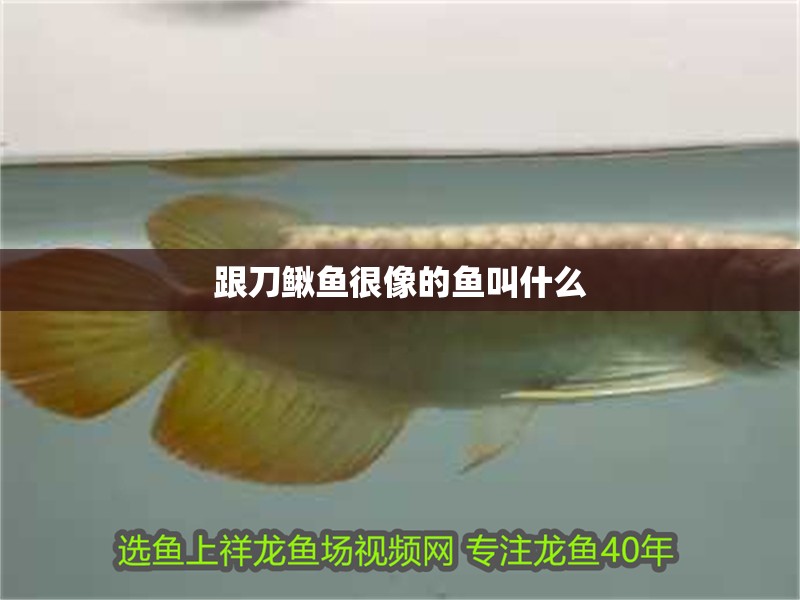 跟刀鰍魚(yú)很像的魚(yú)叫什么