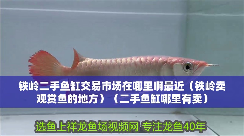 鐵嶺二手魚缸交易市場在哪里啊最近（鐵嶺賣觀賞魚的地方）（二手魚缸哪里有賣）