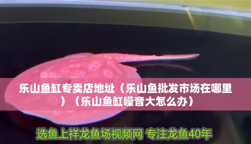 樂山魚缸專賣店地址（樂山魚批發市場在哪里）（樂山魚缸噪音大怎么辦）