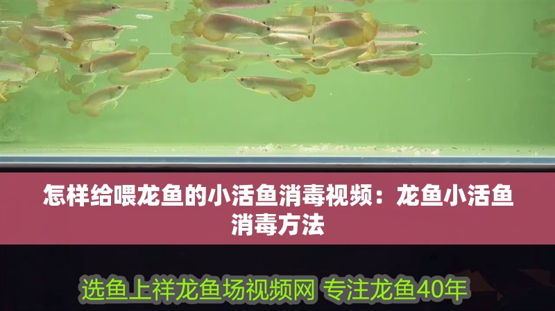 怎樣給喂龍魚的小活魚消毒視頻：龍魚小活魚消毒方法