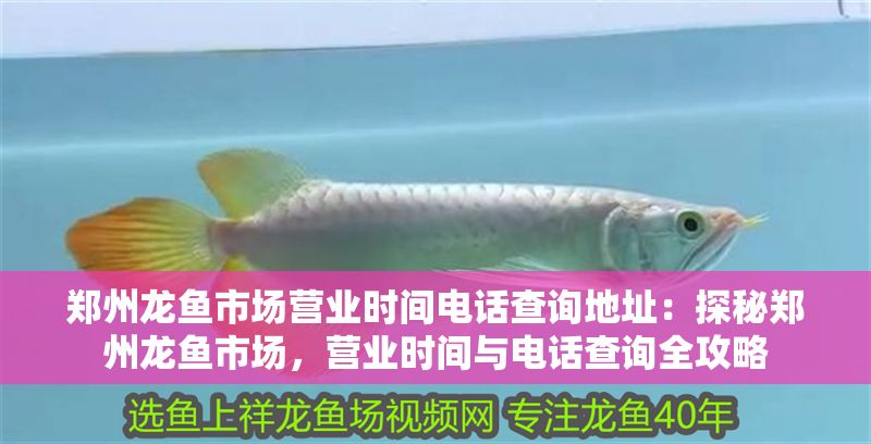 鄭州龍魚市場營業時間電話查詢地址：探秘鄭州龍魚市場，營業時間與電話查詢全攻略