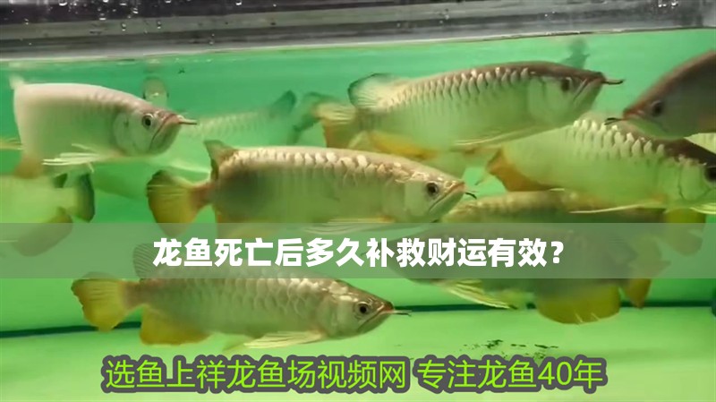 龍魚死亡后多久補救財運有效？