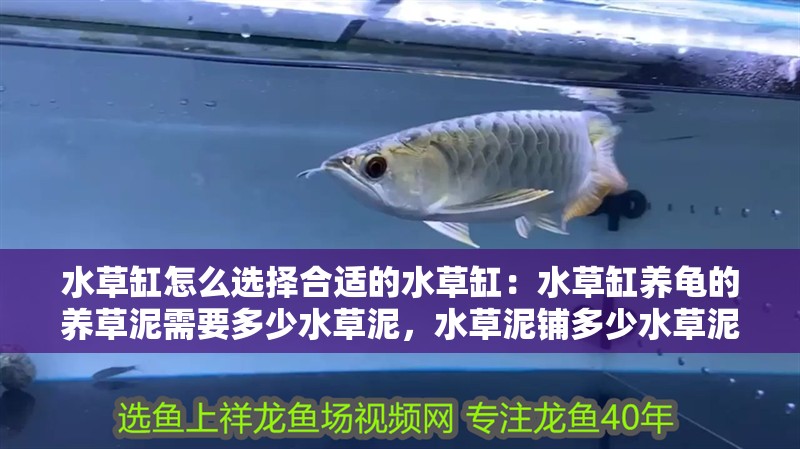 水草缸怎么選擇合適的水草缸：水草缸養(yǎng)龜?shù)酿B(yǎng)草泥需要多少水草泥，水草泥鋪多少水草泥