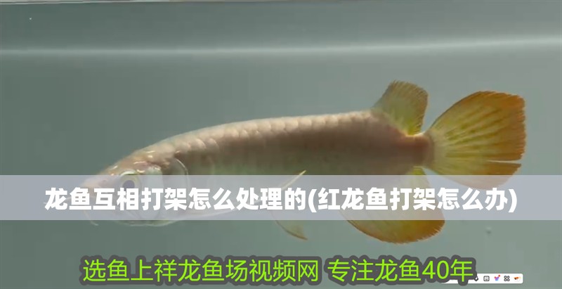 龍魚互相打架怎么處理的(紅龍魚打架怎么辦)
