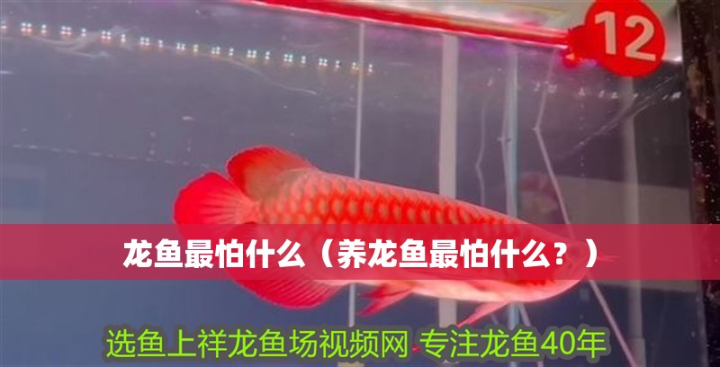 龍魚最怕什么（養龍魚最怕什么？）