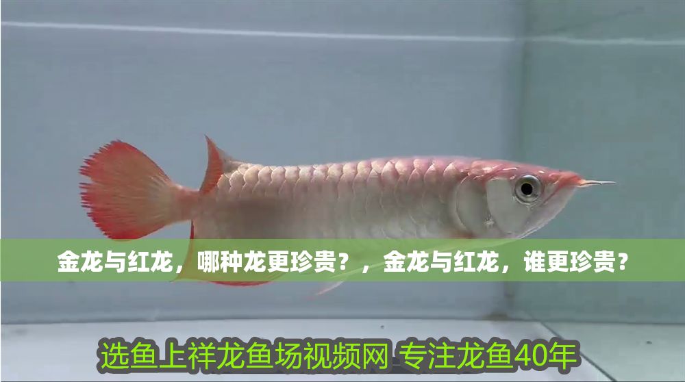 金龍與紅龍，哪種龍更珍貴？，金龍與紅龍，誰更珍貴？