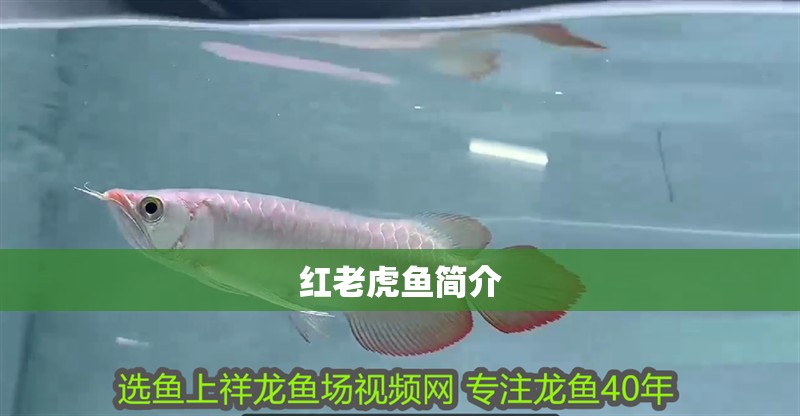 紅老虎魚(yú)簡(jiǎn)介