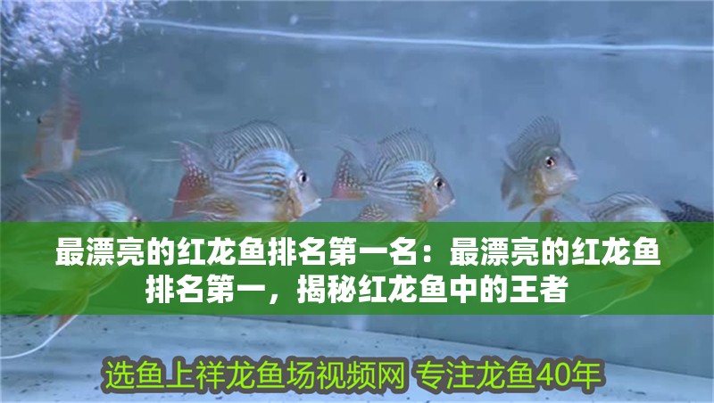 最漂亮的紅龍魚排名第一名：最漂亮的紅龍魚排名第一，揭秘紅龍魚中的王者