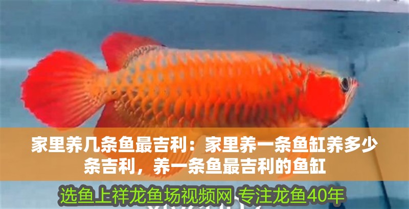 家里養幾條魚最吉利：家里養一條魚缸養多少條吉利，養一條魚最吉利的魚缸