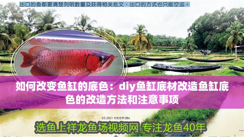 如何改變魚缸的底色：diy魚缸底材改造魚缸底色的改造方法和注意事項