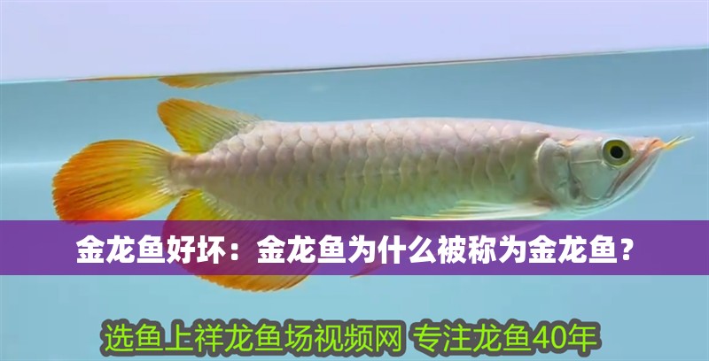 金龍魚好壞：金龍魚為什么被稱為金龍魚？