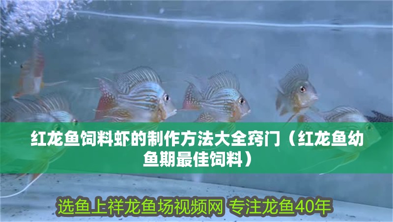 紅龍魚飼料蝦的制作方法大全竅門（紅龍魚幼魚期最佳飼料） 紅龍魚飼料蝦的制作方法大全竅門（紅龍魚幼魚期最佳飼料） 龍魚百科