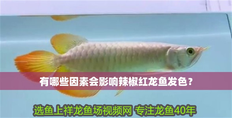 有哪些因素會影響辣椒紅龍魚發色？