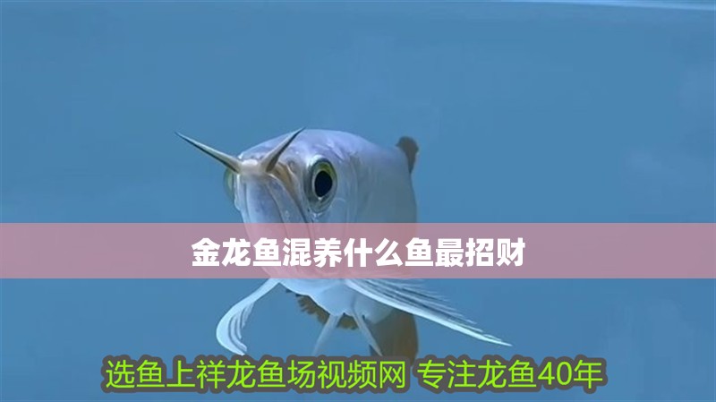 金龍魚混養什么魚最招財