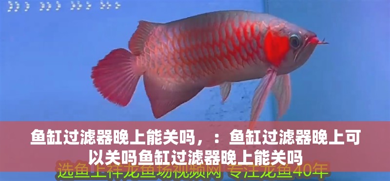 魚缸過濾器晚上能關(guān)嗎，：魚缸過濾器晚上可以關(guān)嗎魚缸過濾器晚上能關(guān)嗎