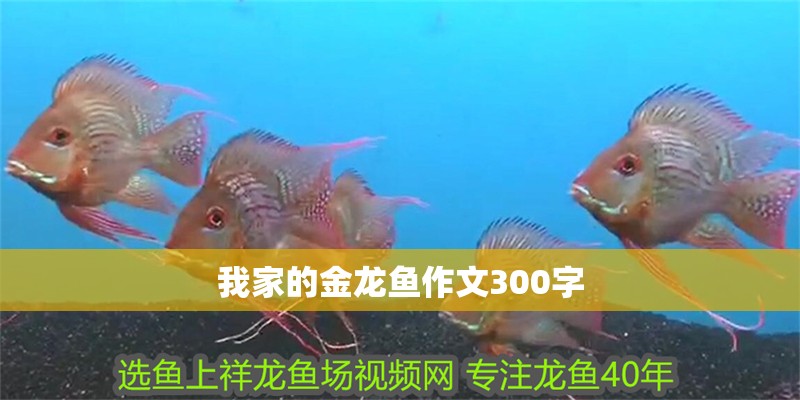 我家的金龍魚作文300字