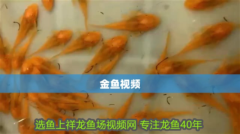 金魚視頻