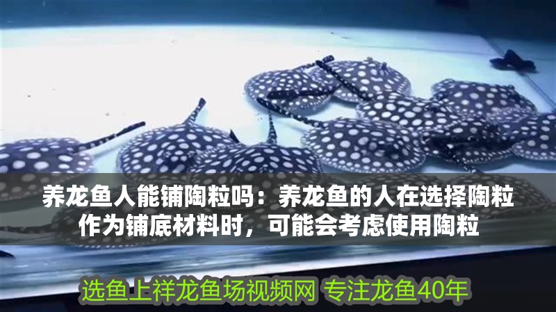 養龍魚人能鋪陶粒嗎：養龍魚的人在選擇陶粒作為鋪底材料時，可能會考慮使用陶粒