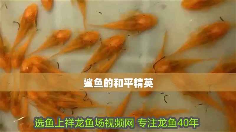鯊魚的<strong><mark>和平</mark></strong>精英