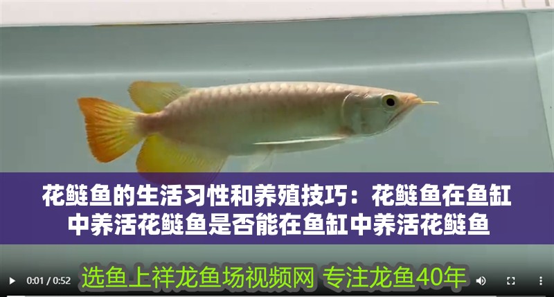 魚缸用增氧泵價(jià)格是多少:魚缸增氧機(jī)-xtrac增氧機(jī)-xtrac增氧機(jī) 花鰱魚的生活習(xí)性和養(yǎng)殖技巧:花鰱魚在魚缸中養(yǎng)活花鰱魚是否能在魚缸中養(yǎng)活花鰱魚 魚缸百科 花鰱魚的生活習(xí)性和養(yǎng)殖技巧:花鰱魚在魚缸中養(yǎng)活花鰱魚是否能在魚缸中養(yǎng)活花鰱魚 花鰱魚的生活習(xí)性和養(yǎng)殖技巧:花鰱魚在魚缸中養(yǎng)活花鰱魚是否能在魚缸中養(yǎng)活花鰱魚 魚缸百科