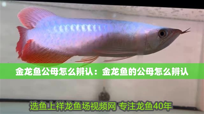 金龍魚公母怎么辨認：金龍魚的公母怎么辨認