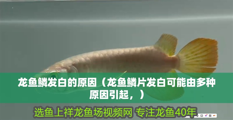 龍魚鱗發白的原因（龍魚鱗片發白可能由多種原因引起，）