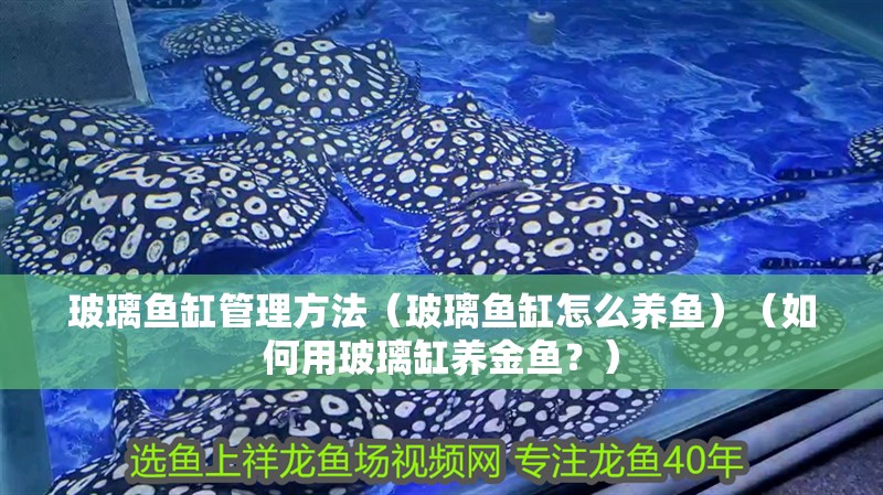 玻璃魚缸管理方法（玻璃魚缸怎么養(yǎng)魚）（如何用玻璃缸養(yǎng)金魚？）