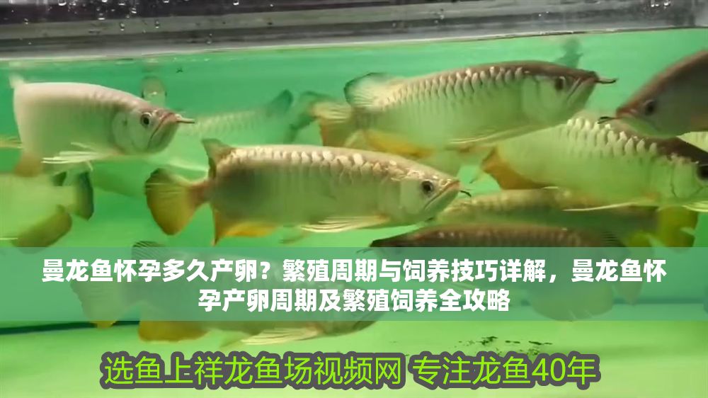 詳細閱讀:曼龍魚懷孕多久產卵?繁殖周期與飼養技巧詳解,曼龍魚懷孕產卵周期及繁殖飼養全攻略 曼龍魚懷孕多久產卵?繁殖周期與飼養技巧詳解,曼龍魚懷孕產卵周期及繁殖飼養全攻略