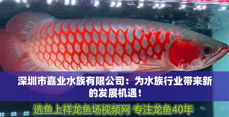深圳市嘉業水族有限公司：為水族行業帶來新的發展機遇！