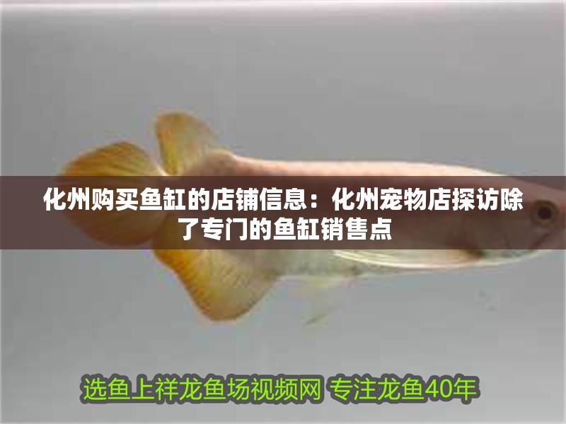 化州購買魚缸的店鋪信息：化州寵物店探訪除了專門的魚缸銷售點
