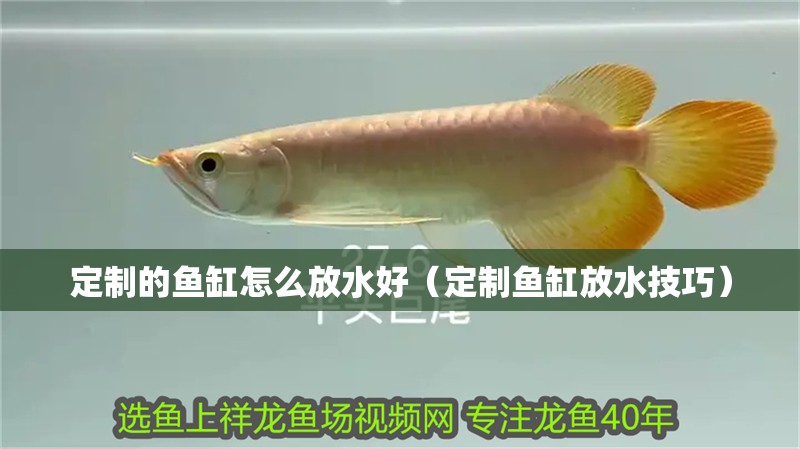 定制的魚缸怎么放水好（定制魚缸放水技巧）