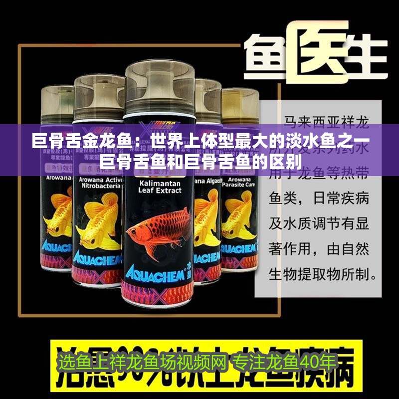 巨骨舌金龍魚：世界上體型最大的淡水魚之一巨骨舌魚和巨骨舌魚的區別