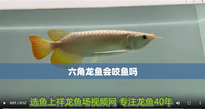 六角龍魚會咬魚嗎
