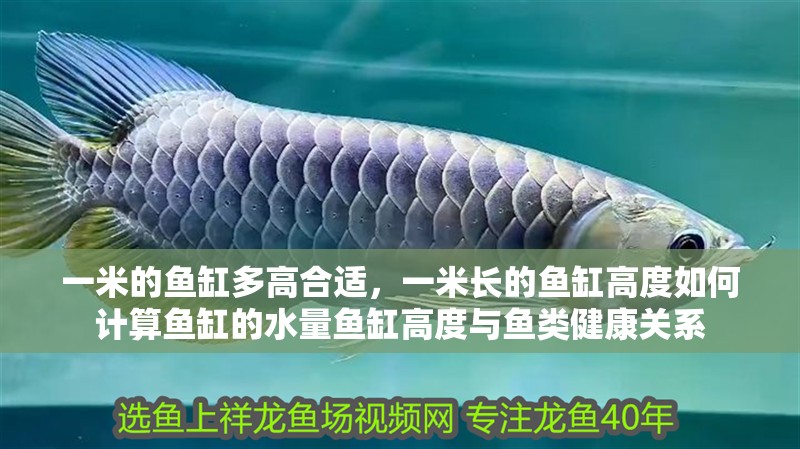 一米的魚缸多高合適，一米長的魚缸高度如何計算魚缸的水量魚缸高度與魚類健康關(guān)系