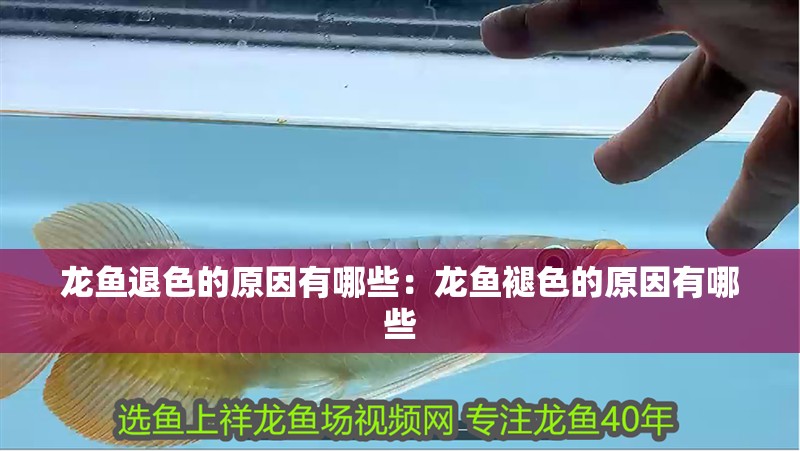 龍魚退色的原因有哪些：龍魚褪色的原因有哪些