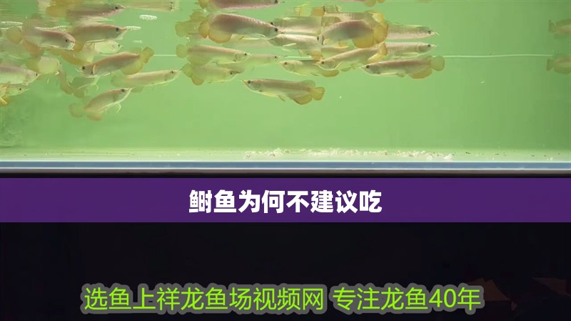 鰣魚為何不建議吃