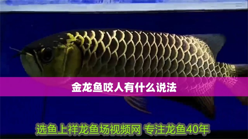 金龍魚咬人有什么說法 金龍魚咬人有什么說法 龍魚百科