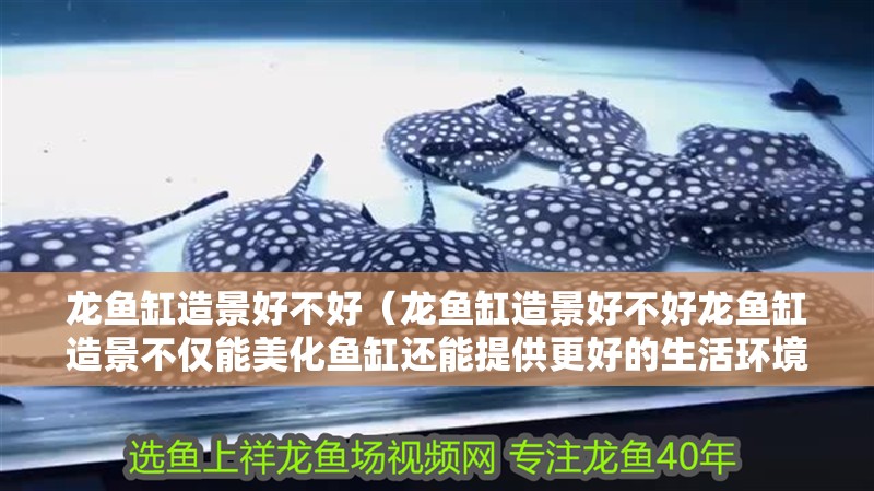 龍魚缸造景好不好（龍魚缸造景好不好龍魚缸造景不僅能美化魚缸還能提供更好的生活環境）