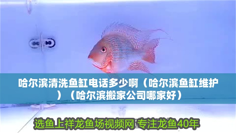 哈爾濱清洗魚缸電話多少啊（哈爾濱魚缸維護）（哈爾濱搬家公司哪家好）