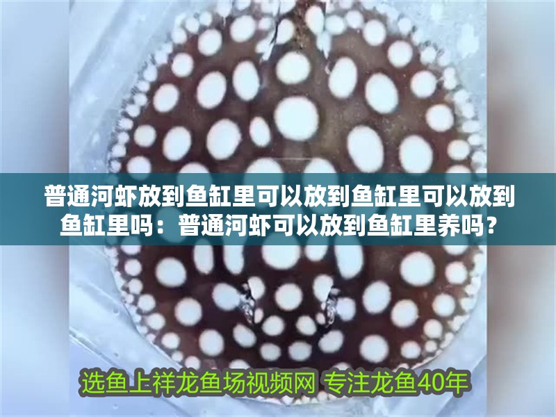 普<strong><mark>通河</mark></strong>蝦放到魚缸里可以放到魚缸里可以放到魚缸里嗎：普<strong><mark>通河</mark></strong>蝦可以放到魚缸里養嗎？