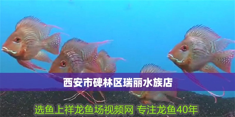 西安市碑林區(qū)瑞麗水族店