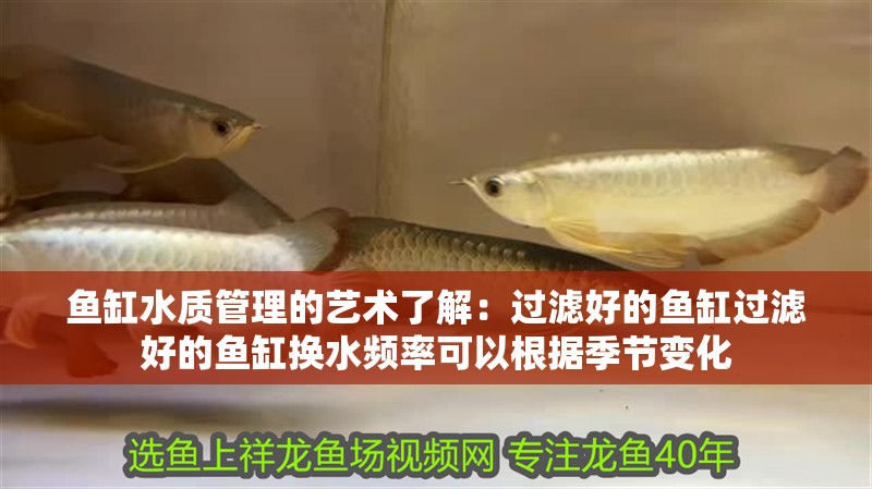 魚缸水質管理的藝術了解：過濾好的魚缸過濾好的魚缸換水頻率可以根據季節變化